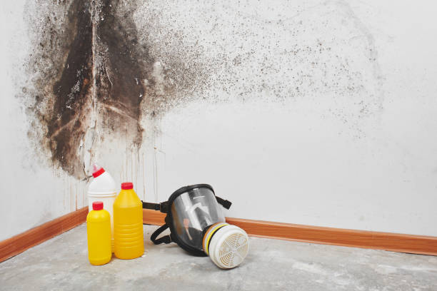 Crawl Space Mold Removal in Haines, AK