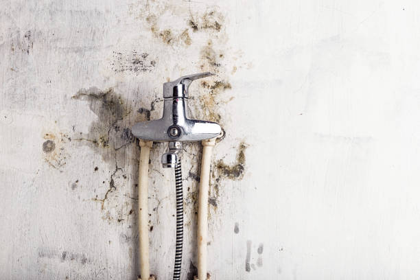 Mold Removal and Inspection in Haines, AK