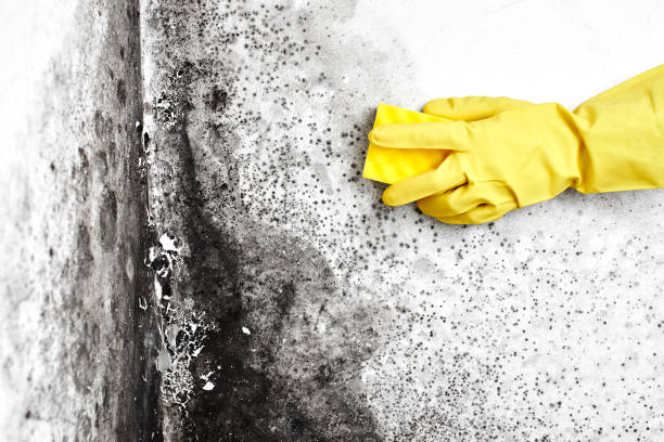 Attic Mold Removal in Haines, AK