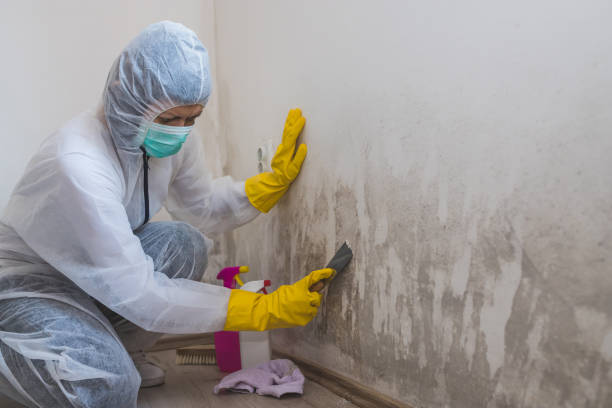 Best Local Mold Removal Service  in Haines, AK