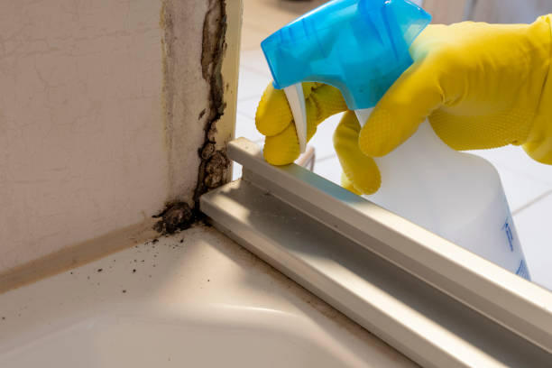Best Attic Mold Removal  in Haines, AK