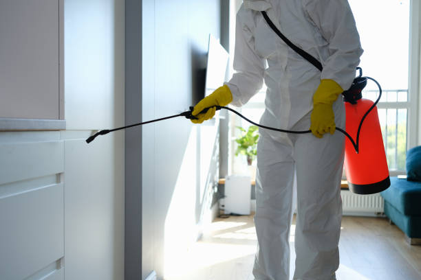 Best Commercial Mold Removal  in Haines, AK