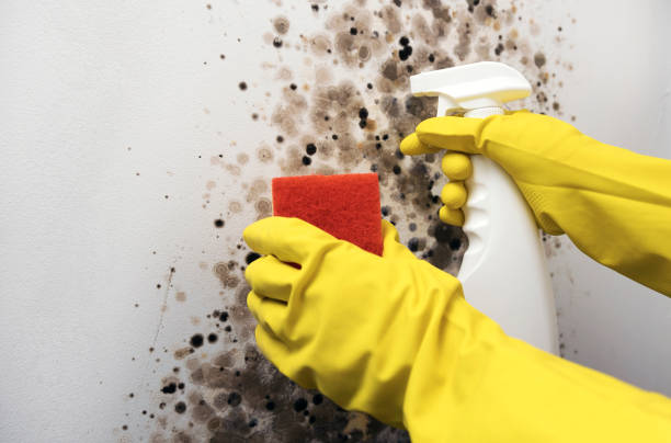 Best Local Mold Removal Service  in Haines, AK