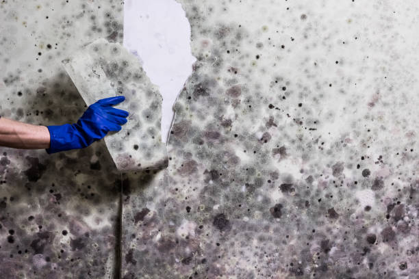 Best Mold Removal Company Near Me  in Haines, AK