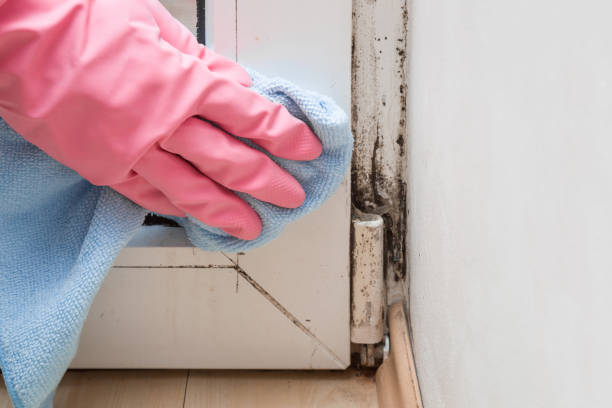 Best Mold Cleaning Services  in Haines, AK