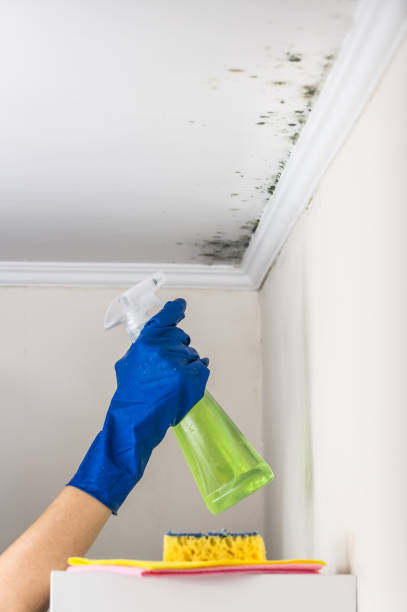 Best Attic Mold Removal  in Haines, AK