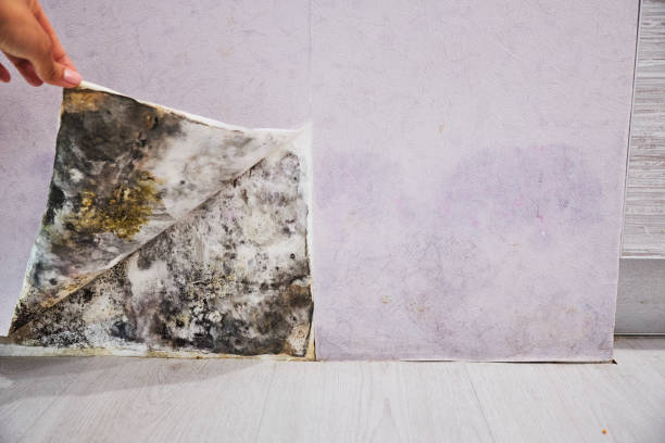 Best Residential Mold Removal  in Haines, AK